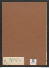 Grammatophora hyrata Grun. (de-Toni-Nr.: Genus 93, Species 3057) Zeichnungen Sammlung Grunow Mappe 03241 (Herbarium_W_Grunow_drawings_Folder_03241)